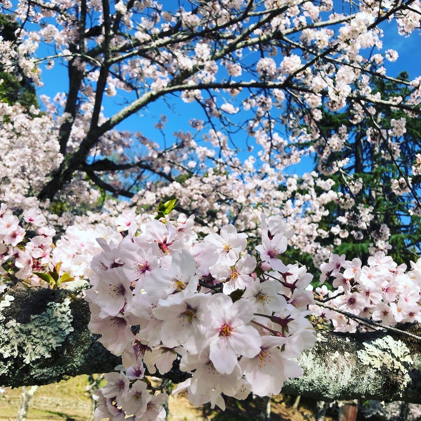 また来年🙋‍♂️🌸