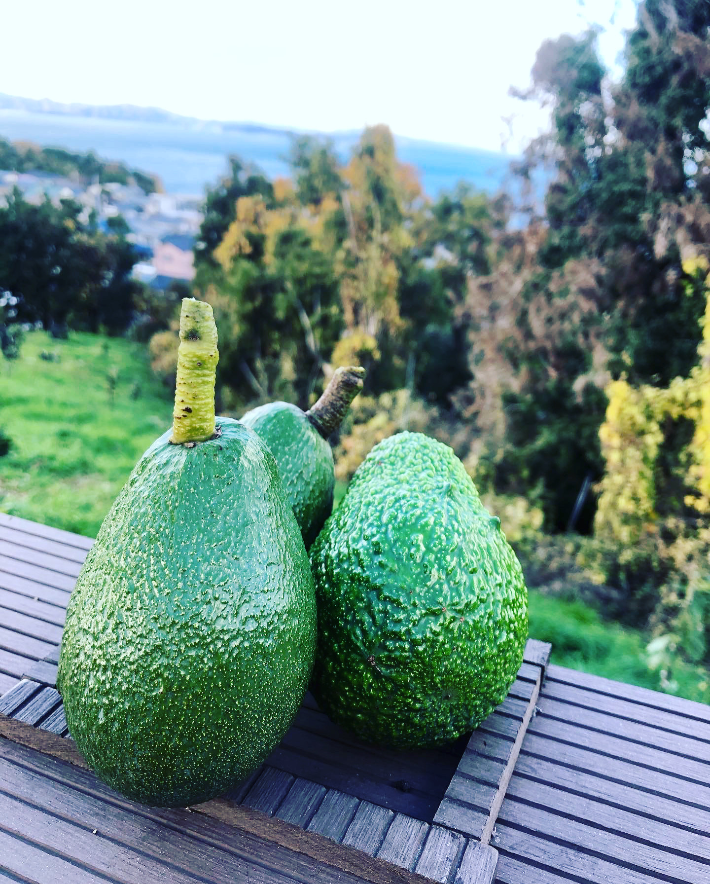 本日はアボカド入荷日🥑✨