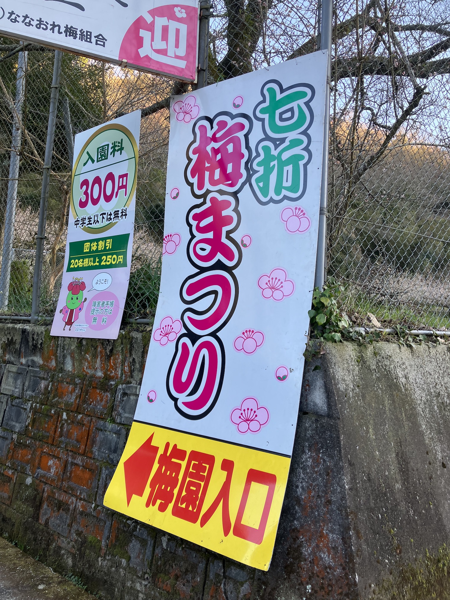 七折梅まつりは明日まで🌸