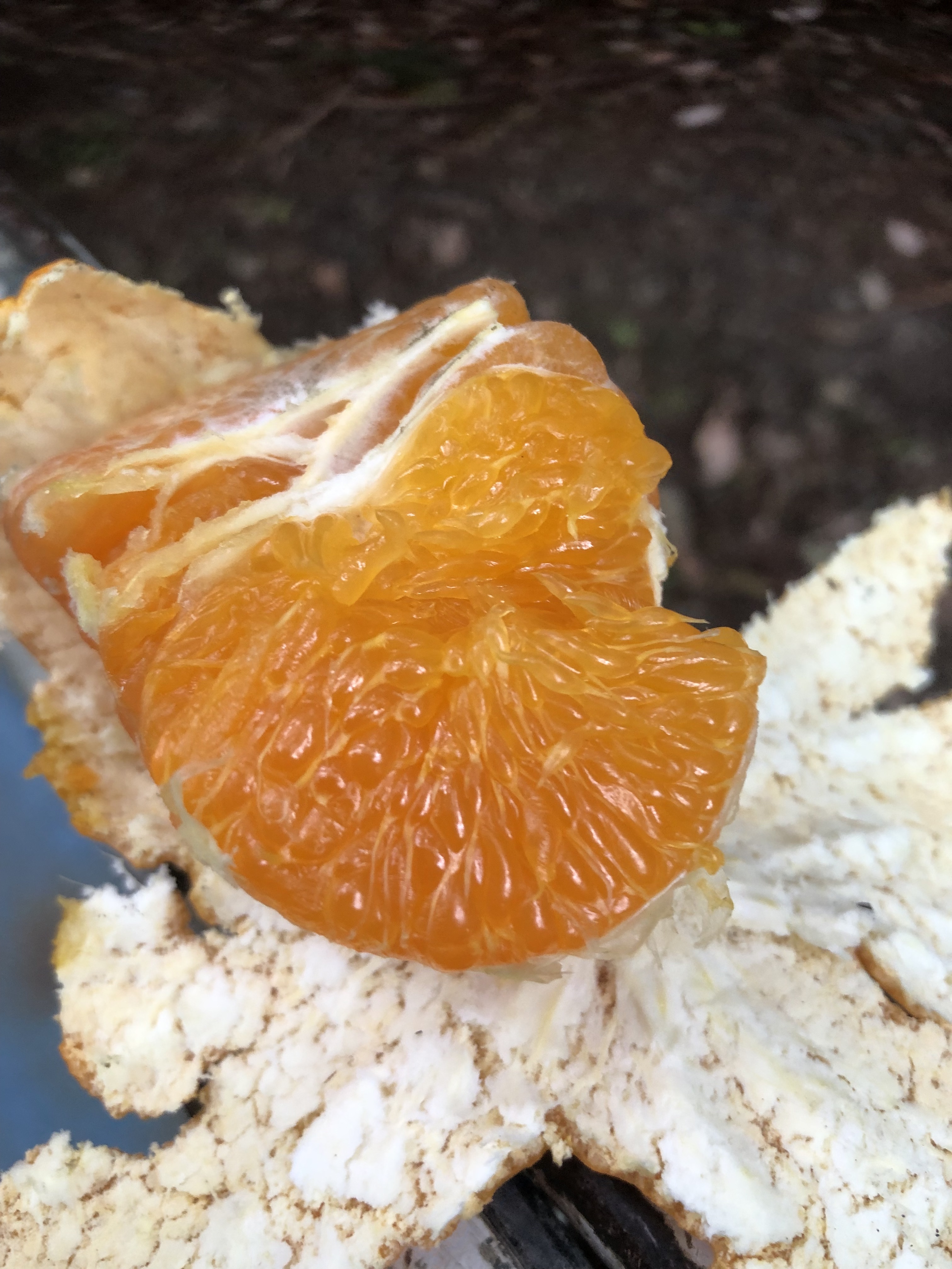 甘平ちゃんも販売開始致しました♪