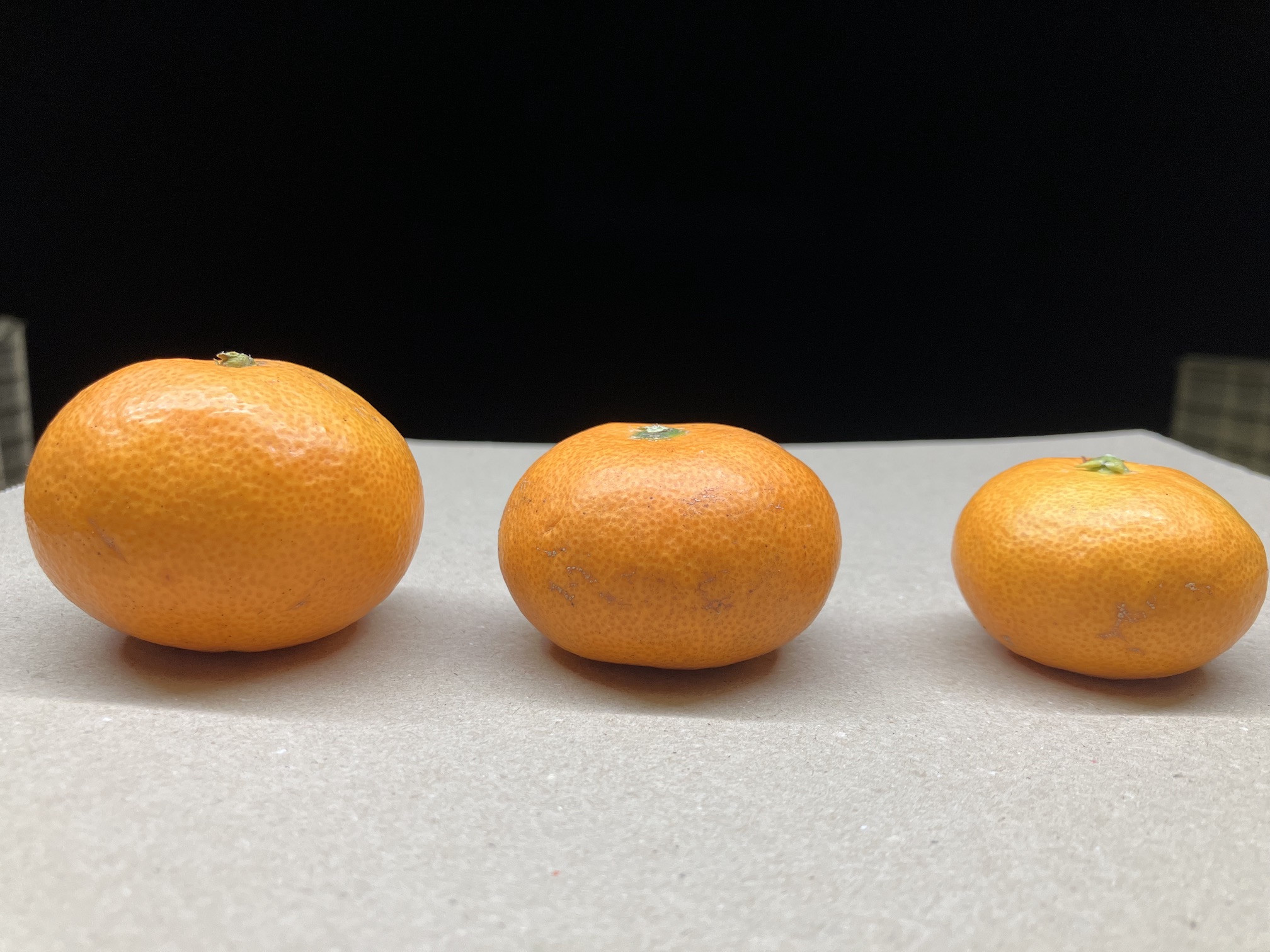 こみかん3兄弟販売終了👶🍊🙇‍♂️