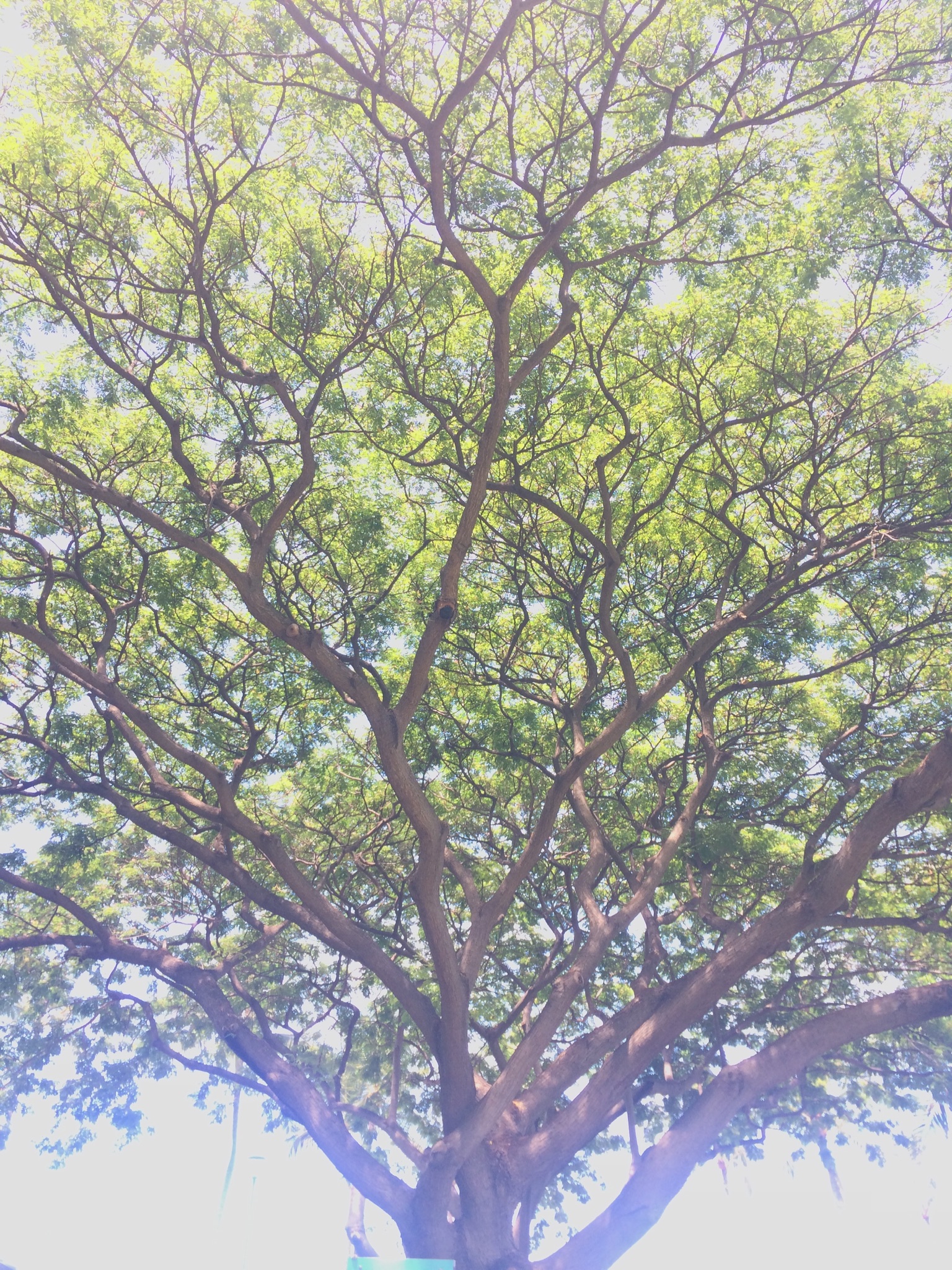 【一斉遠隔ヒーリング】7/5 山羊座満月分レポート