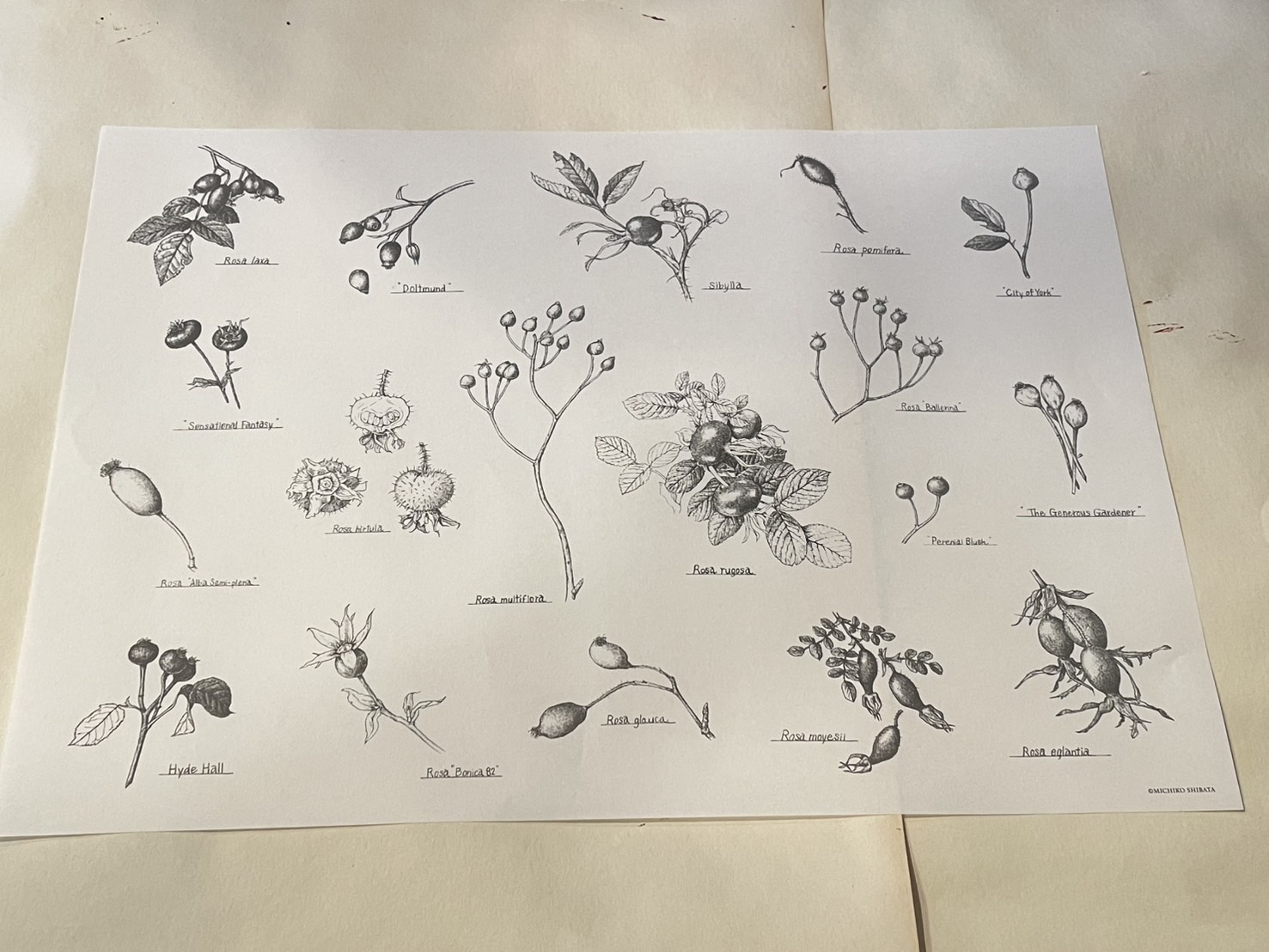 ＊美しい植物の包装紙＊