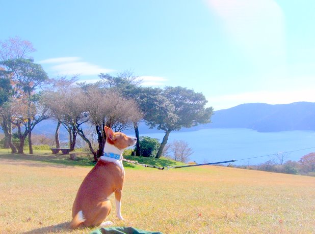 バセンジーの歴史って？起源から現代まで