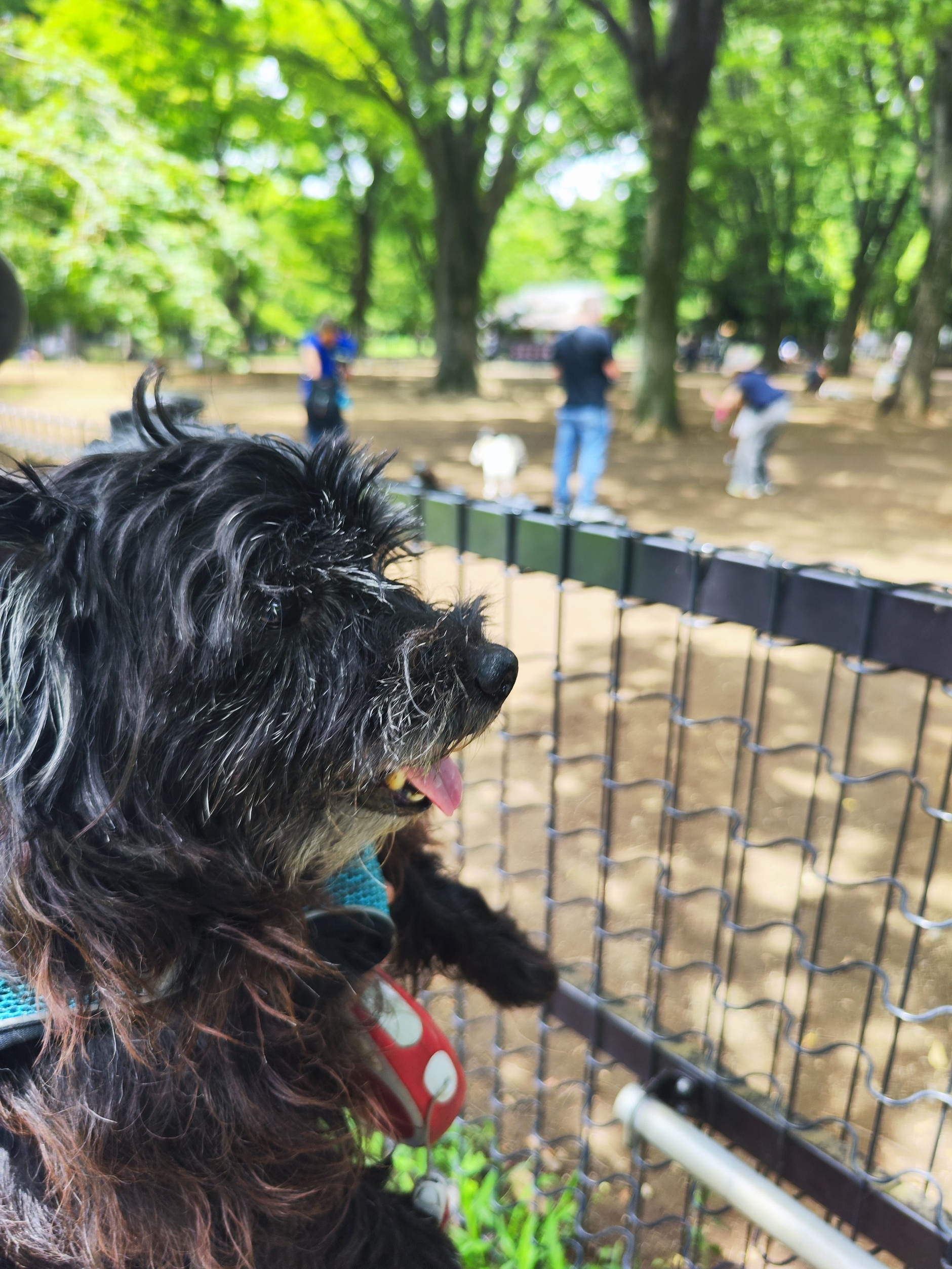 都立公園のドッグランをもっと楽しむために：使用方法と楽しみ方ガイド