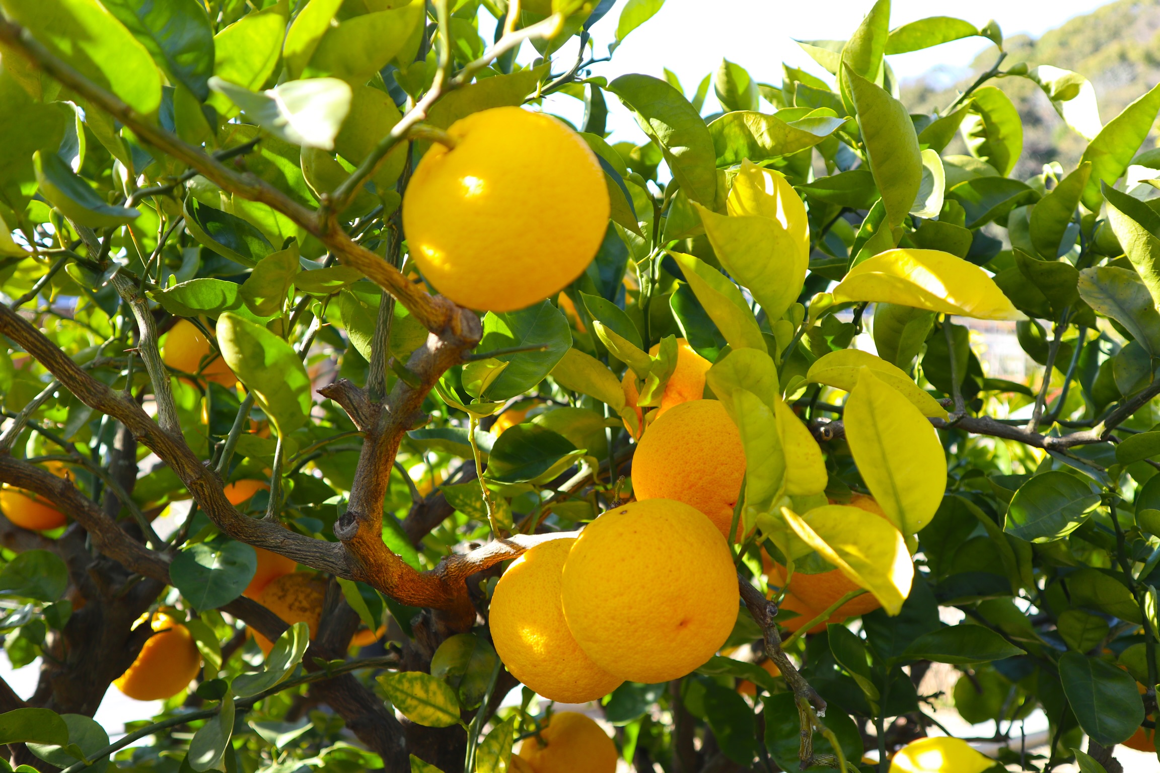 和歌山県産『じゃばら』関連商品の販売START ！