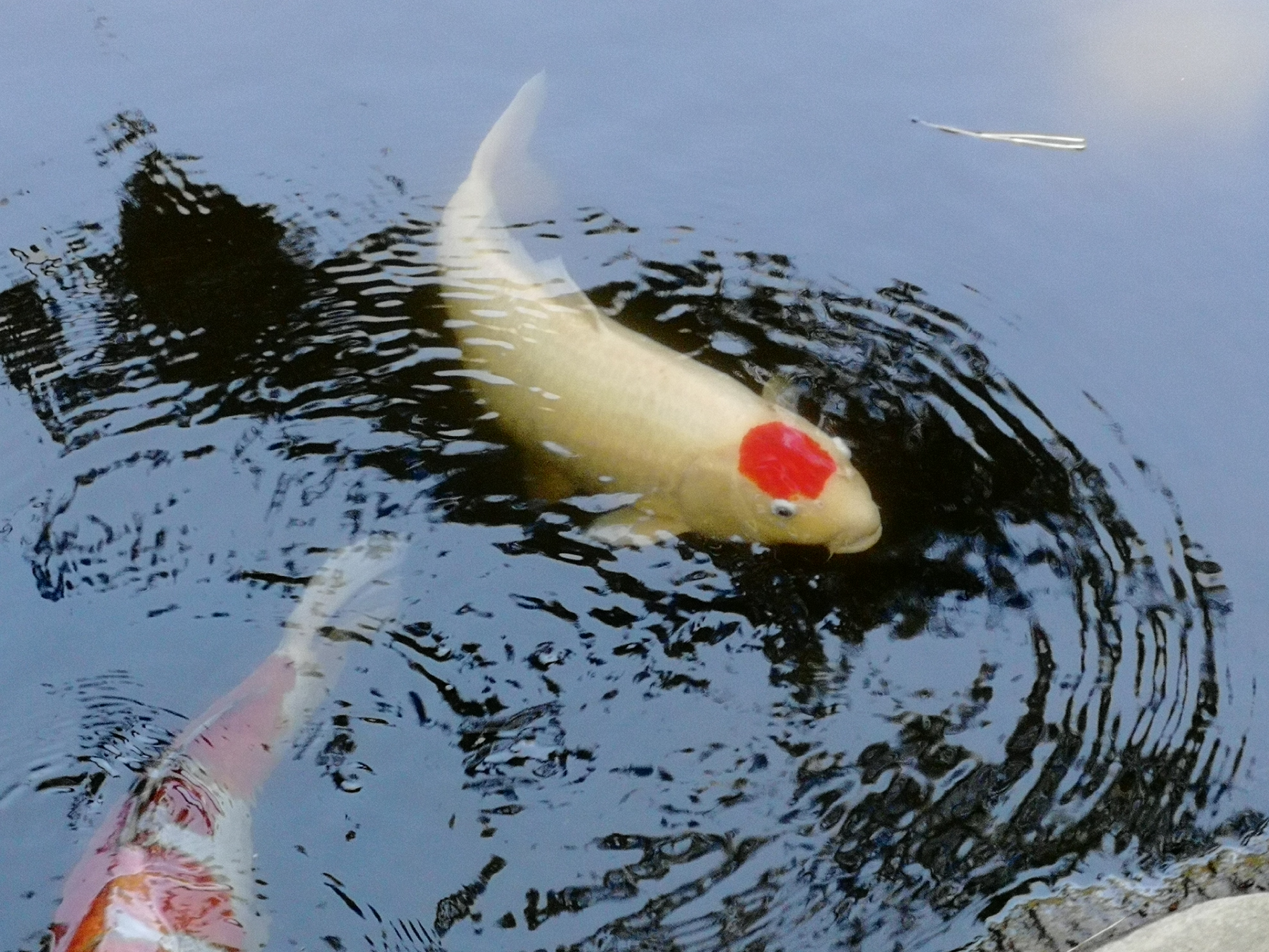 平塚八幡宮の日本代表鯉