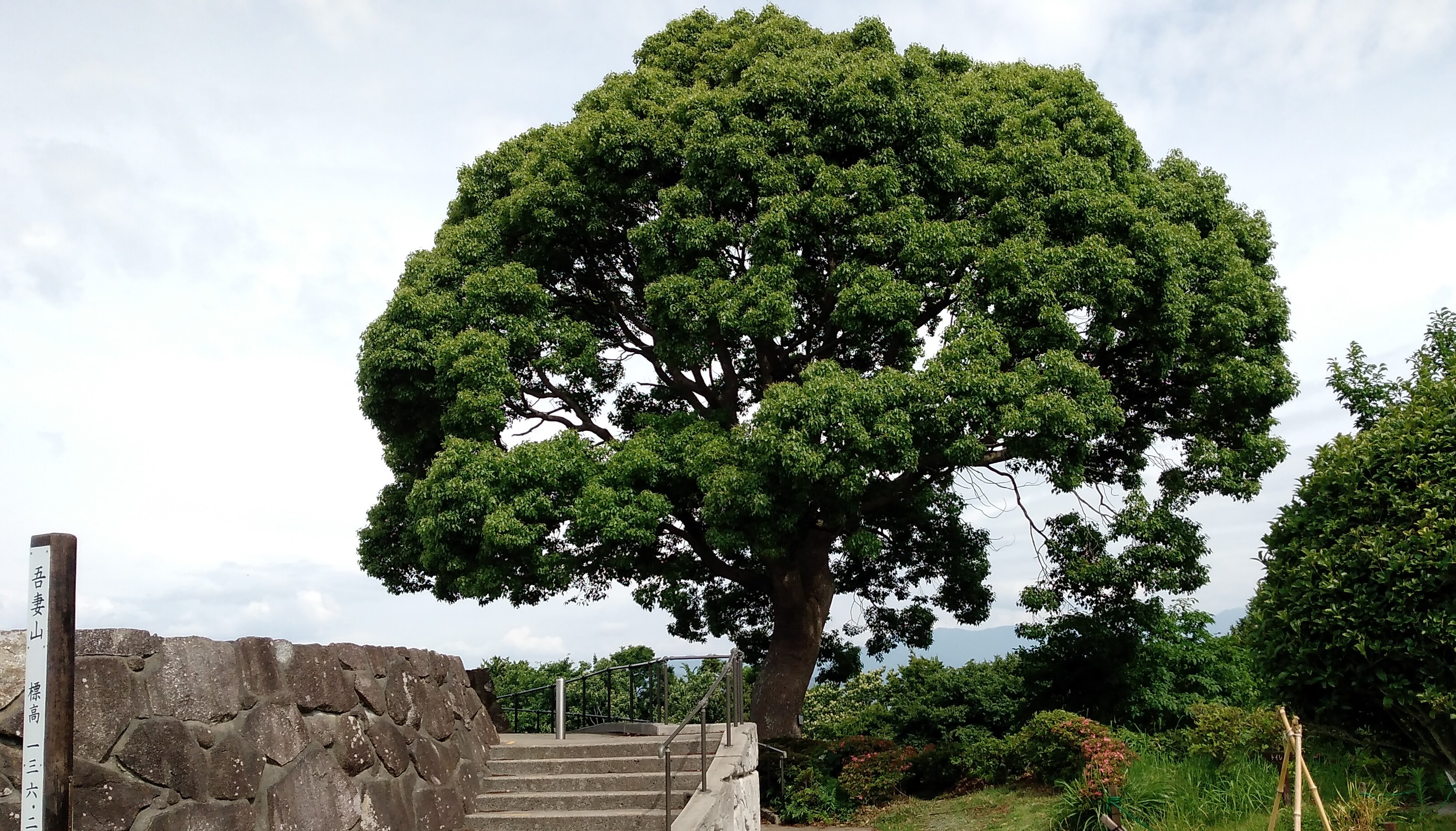 吾妻山のシンボルツリー