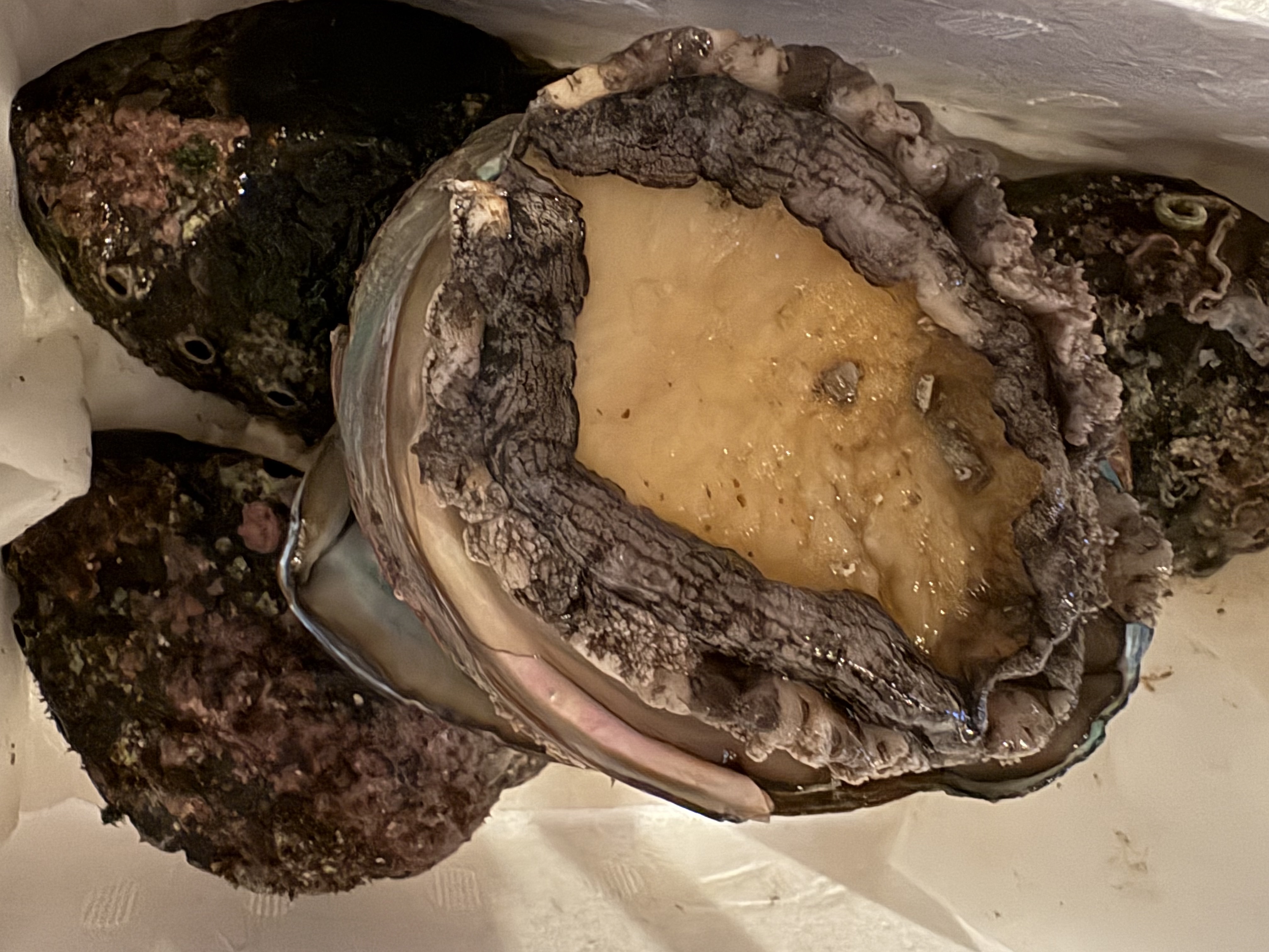 利尻から、生きたアワビが届いた日。雑草魂、まだまだ修行中。