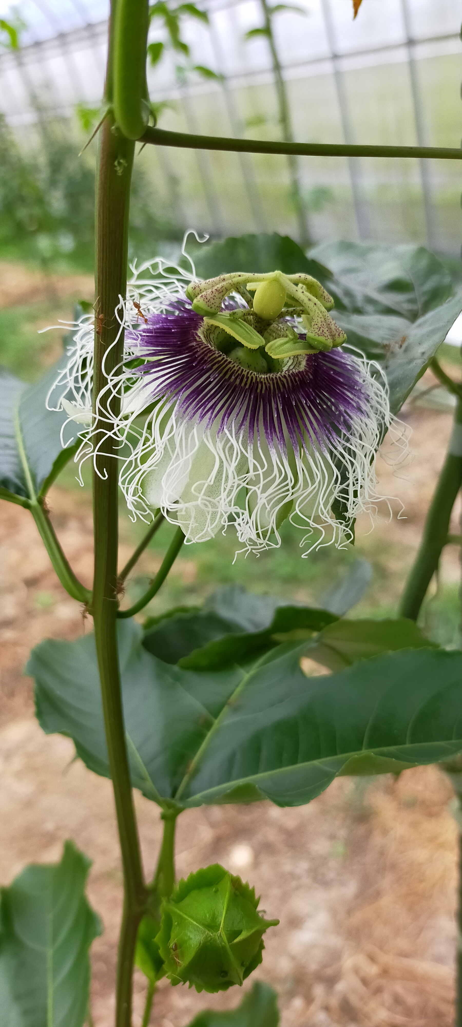 パッションフルーツ一番花