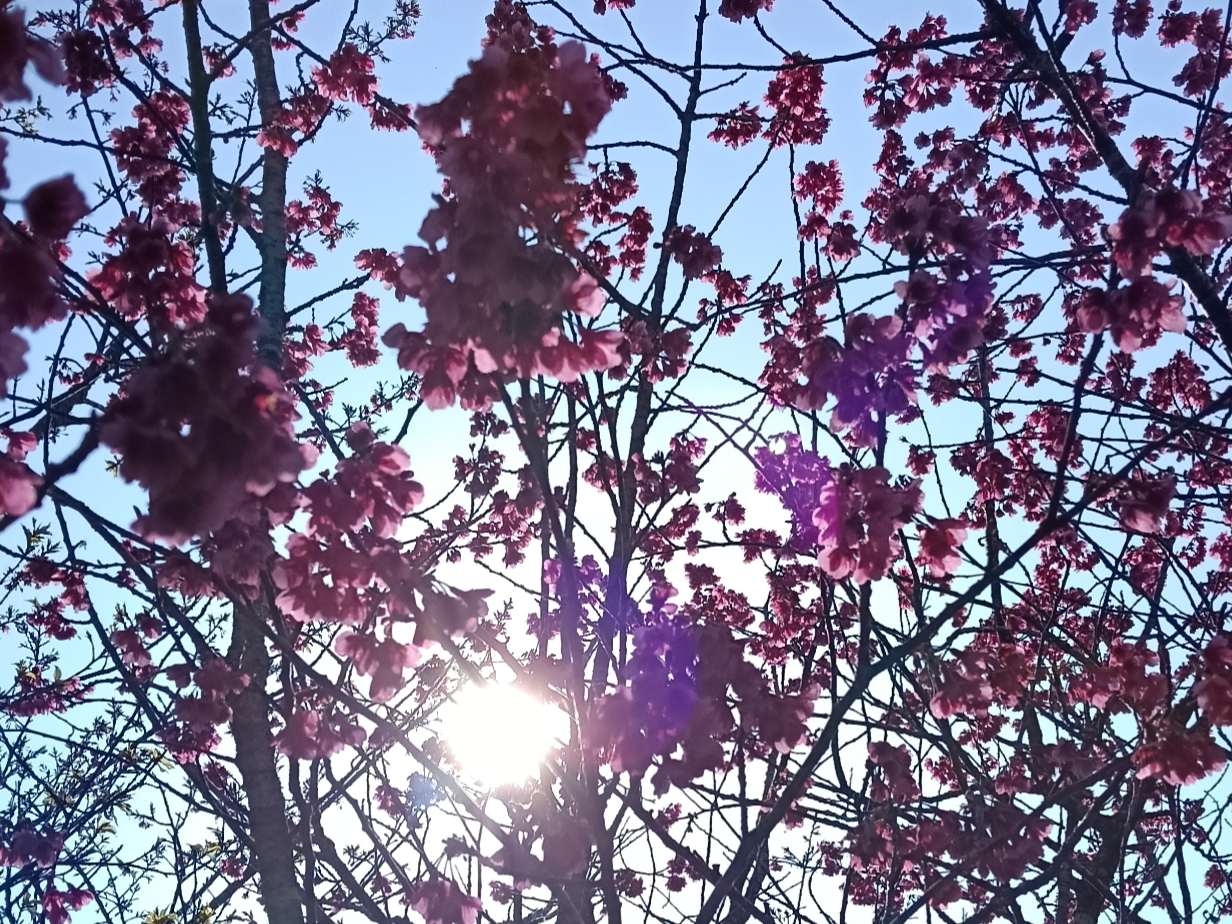 2026 たんかん終了