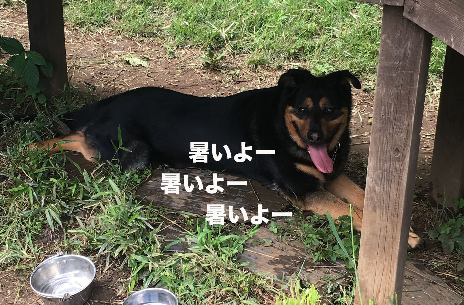 保護犬はかわいそう じゃない 一周年を迎えました ドッグベース七国山