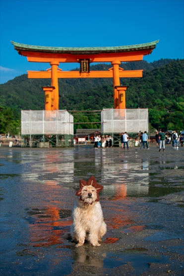 【Vol.2】かぶりもの犬まんぺいの堤防散歩～広島県宮島～