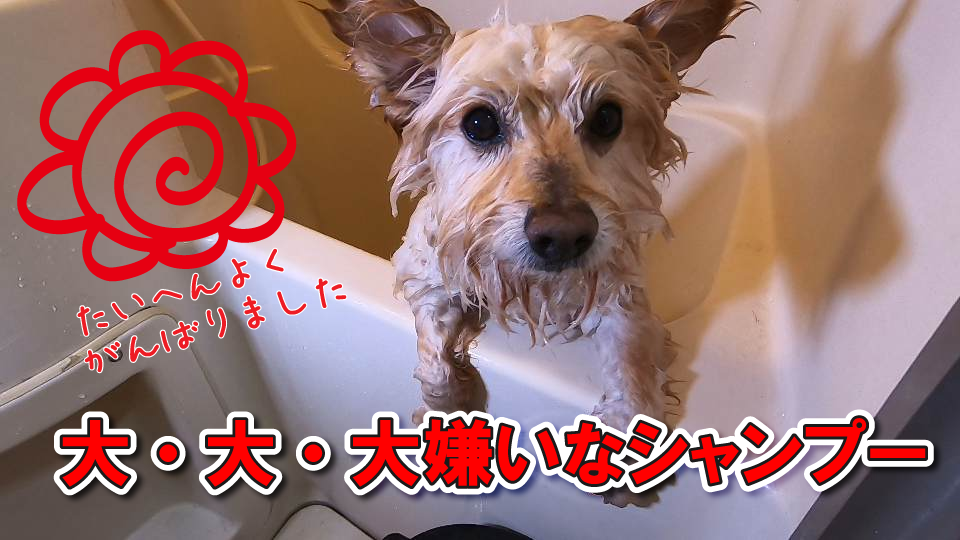 大嫌いなシャンプー　がんばりました♪