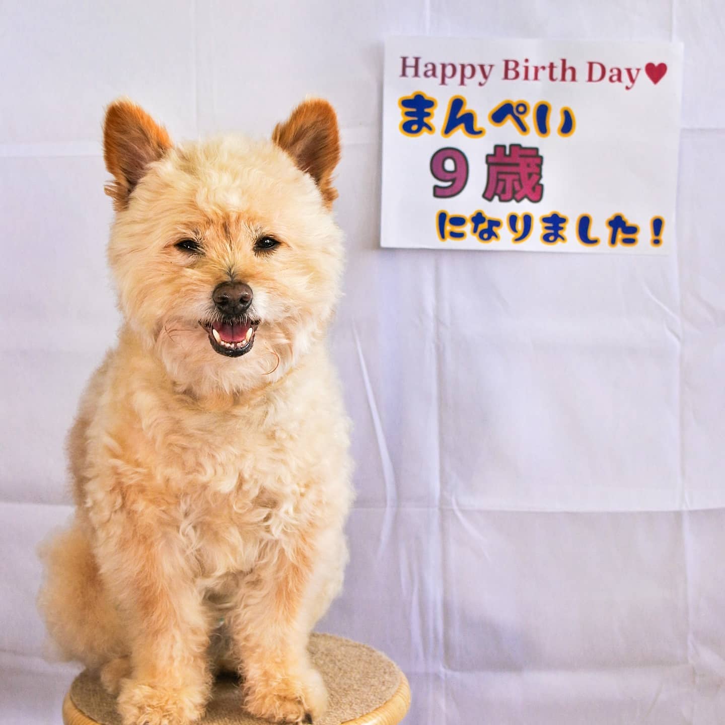 まんぺい9歳になりました♪