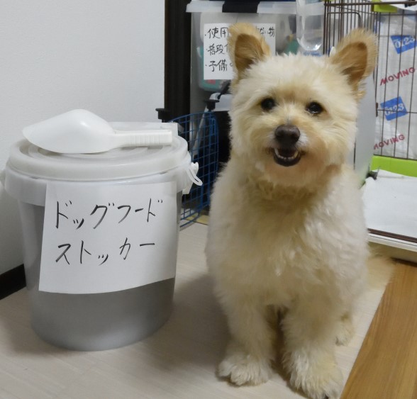 愛犬と長期車中泊するための準備　～Vol.1:車中泊で必要なペット用品の構成～