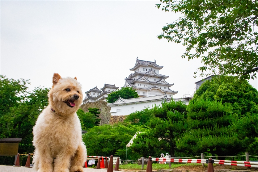 かぶりもの犬まんぺい　全国行脚の旅 ◆其の三十八◆兵庫県/姫路城