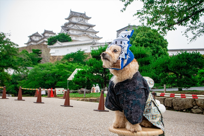 かぶりもの犬まんぺいの歩き方～姫路城～