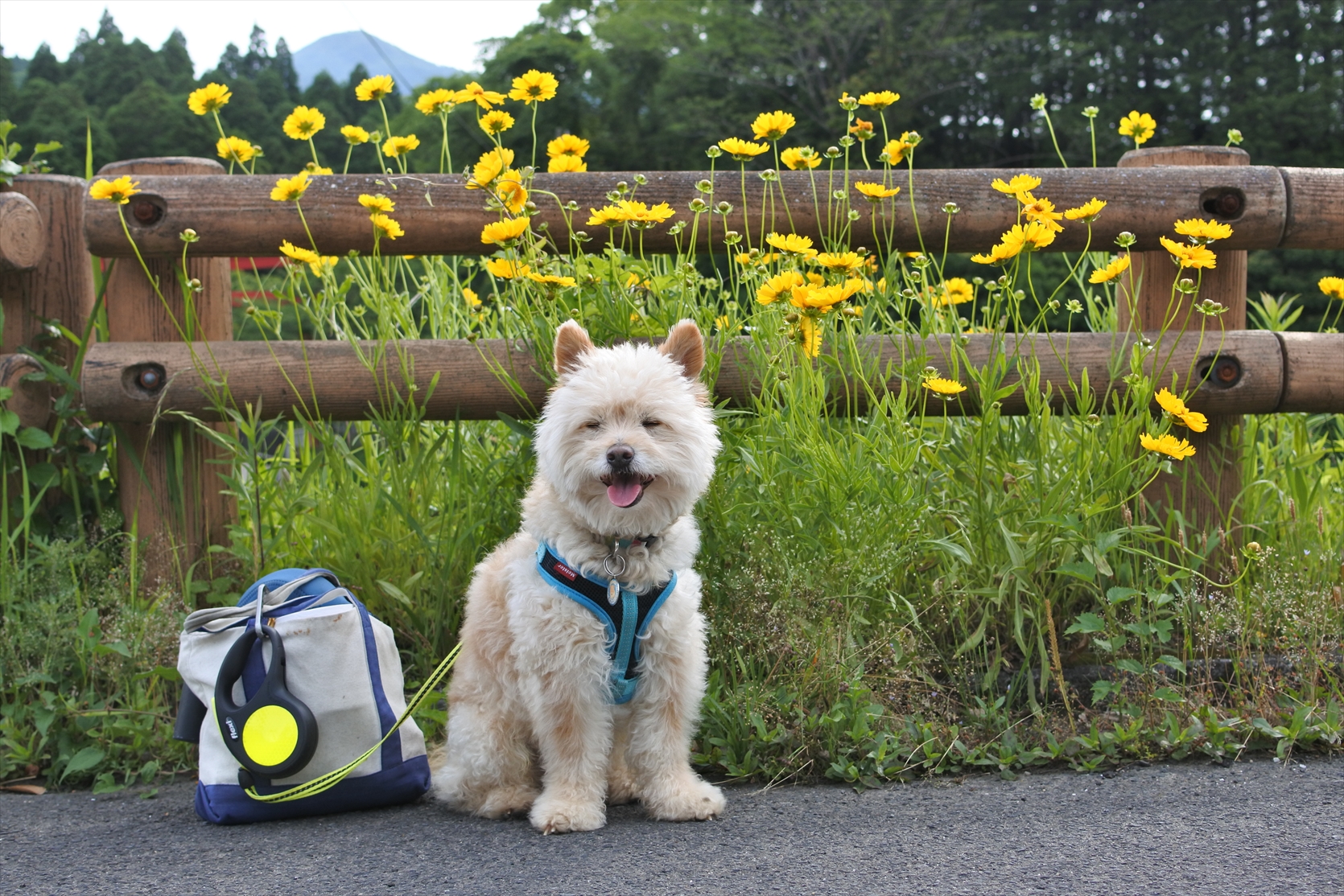まんぺいジレンマに陥る!?