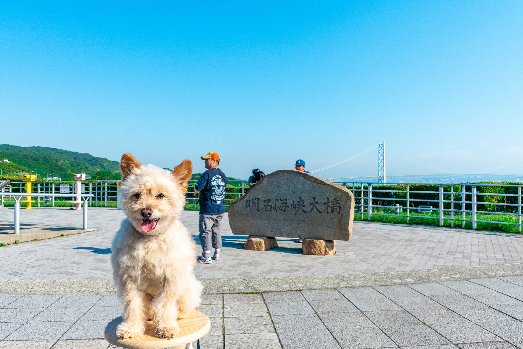 かぶりもの犬　まんぺい　全国行脚の旅 ◆其の三十七◆兵庫県/玉ねぎ