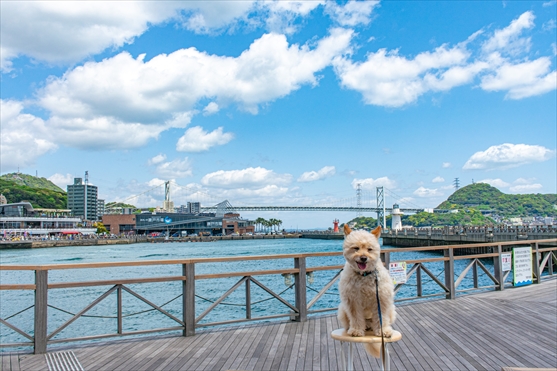 かぶりもの犬まんぺい　全国行脚の旅 ◆其の四十ニ◆山口県/ふぐ