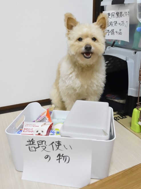 愛犬と長期車中泊するための準備　～Vol.2:普段使いの物を入れるボックスについて～