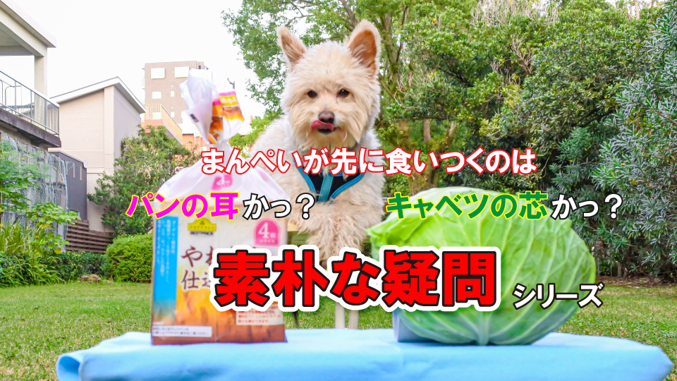 【究極の選択】まんぺいの大好物を目の前に置いてみたら先に食いつくのはどっち？