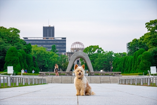 かぶりもの犬まんぺい　全国行脚の旅 ◆其の四十◆広島県/お好み焼き