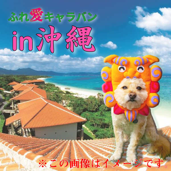【告知】3/2(土)　ふれ愛💞キャラバン in 沖縄