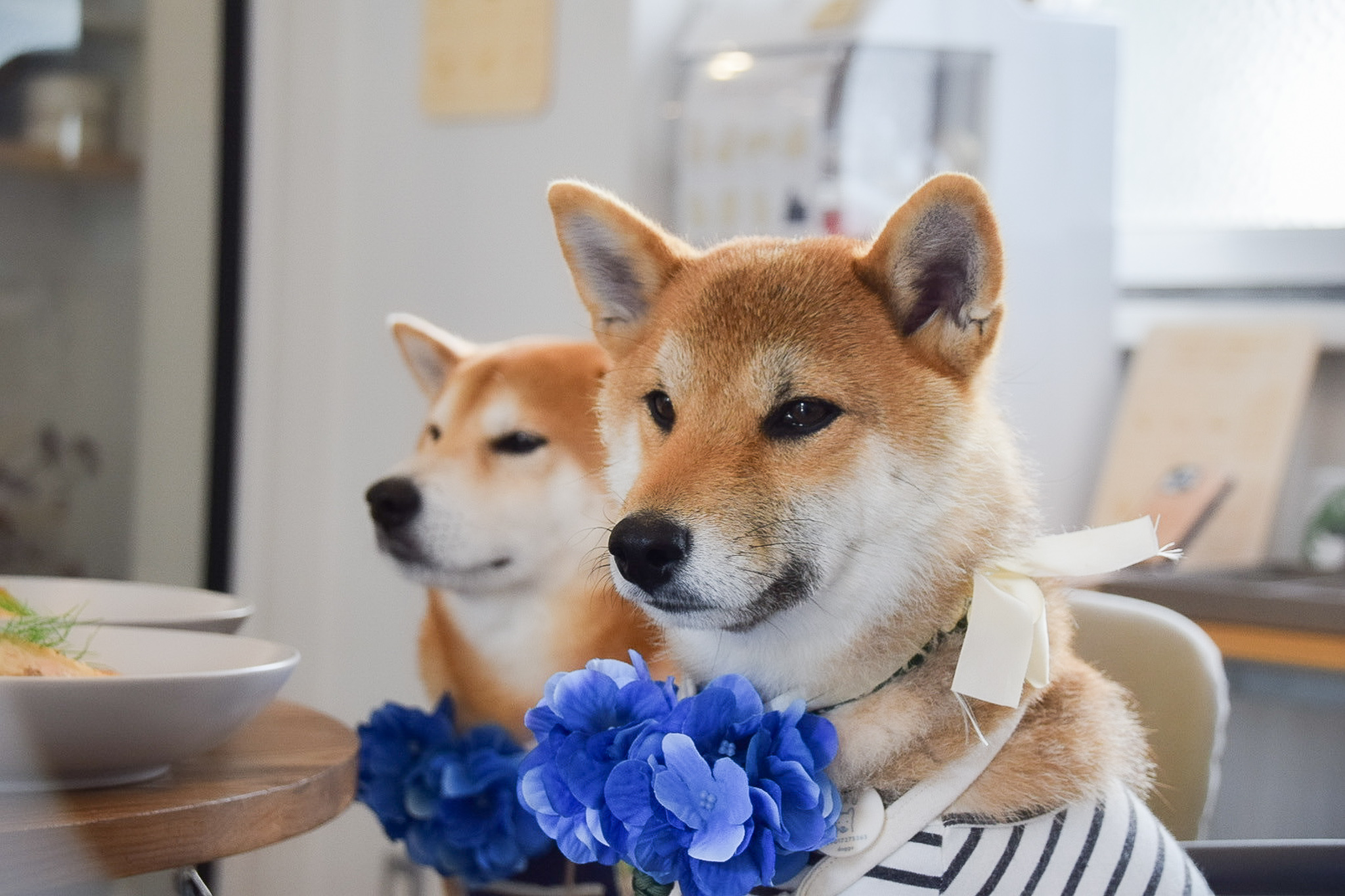 広島個展での看板犬を募集中🐕