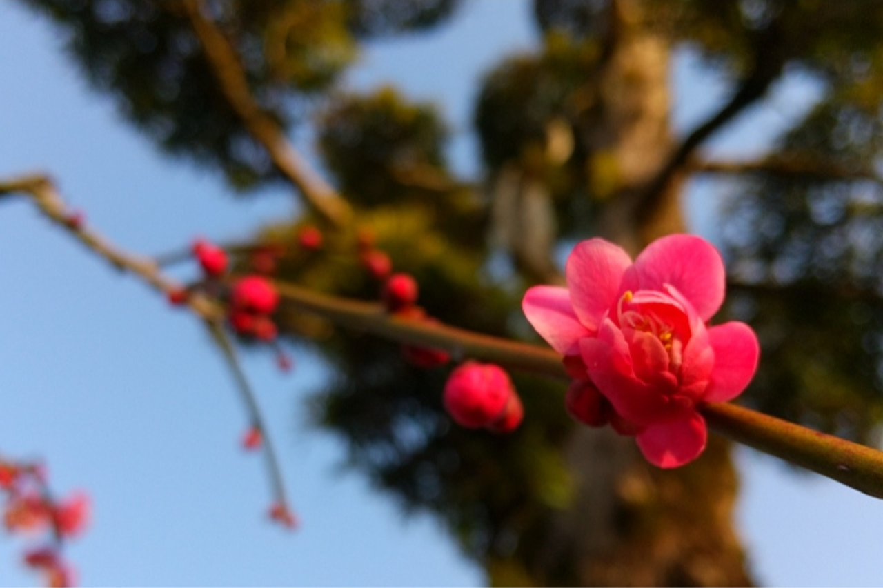 梅咲く３月