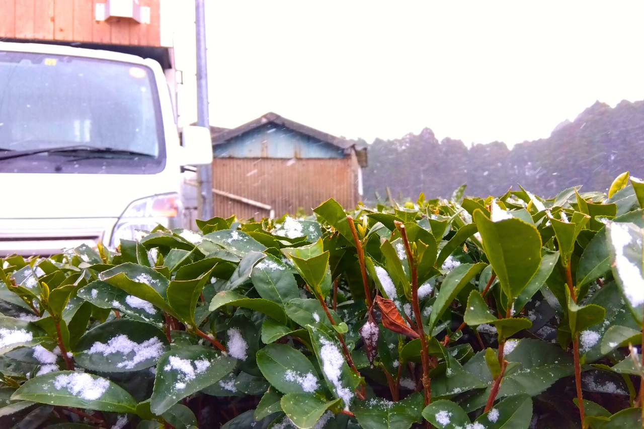 茶畑と雪