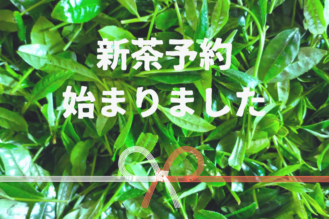2024年度の新茶予約、受付開始しました！
