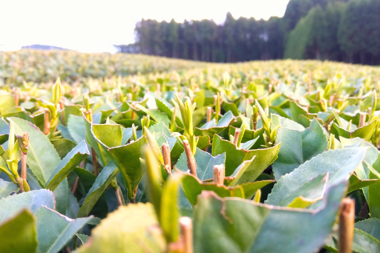 お茶の芽、のんびりと