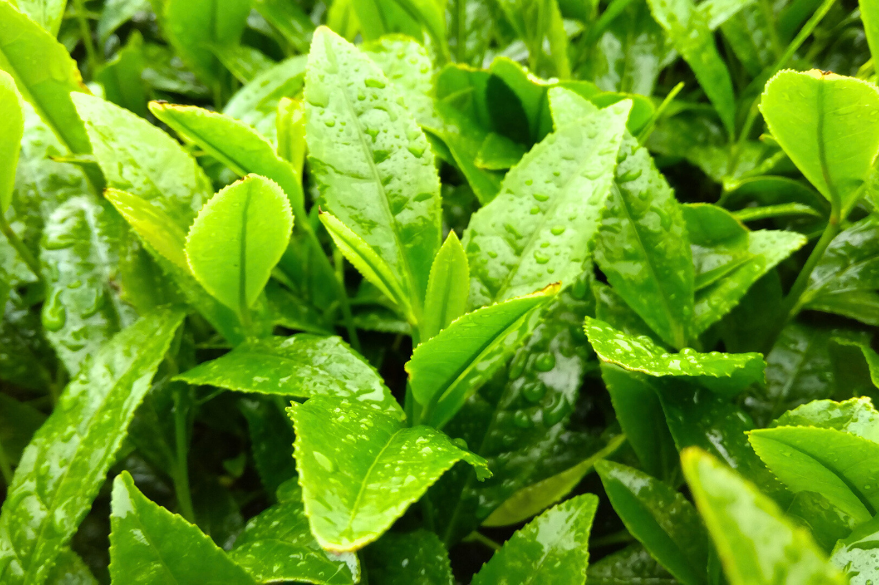 雨の日のお茶摘み（新茶、始まっています）