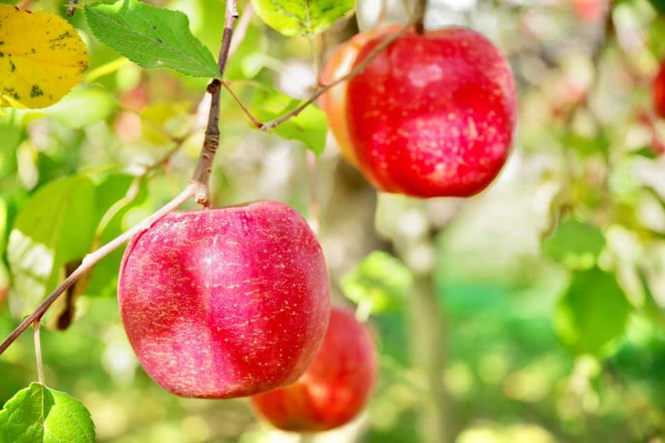 2025 サンふじ（減農薬）好評予約受付中♪