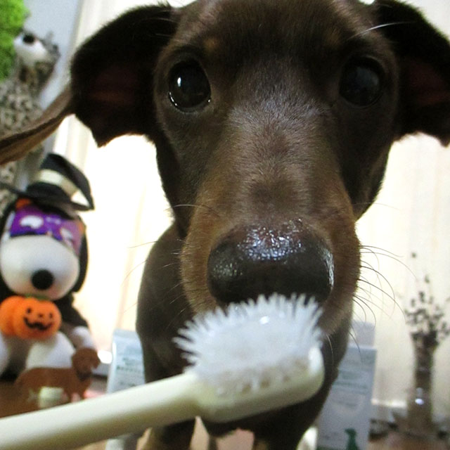 毎日の歯磨きで犬の寿命は2年延びる