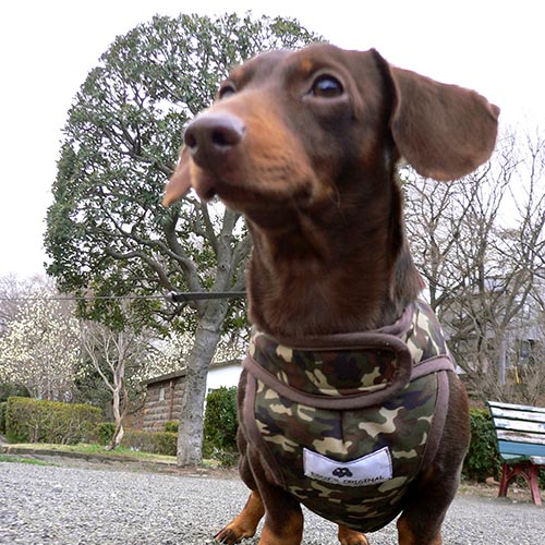 愛犬にはいろいろな体験を