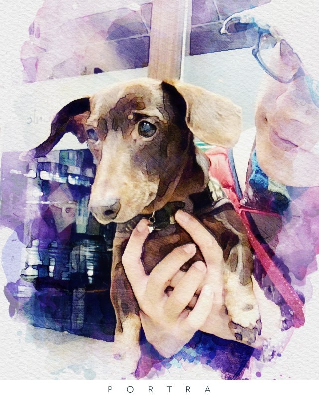 写真を水彩画風にしてくれるアプリ【POTRA】