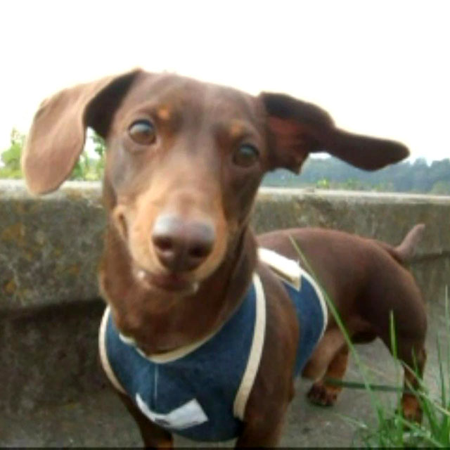 手ブレ動画を自動で補正してくれるGoogleフォトの神機能【スタビライズ】
