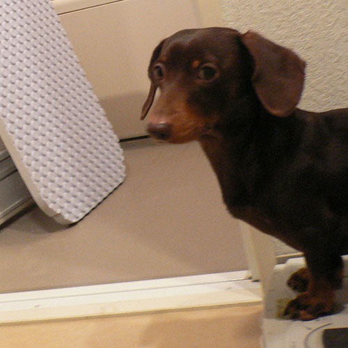 塩対応な犬