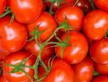 トマト料理に「セロリソルト」