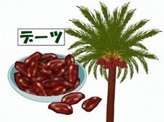 ナツメヤシの実「デーツ」