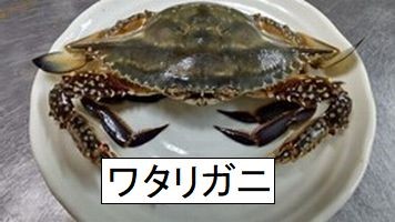 わたり蟹のシーズン「ゆでカニスパイス」