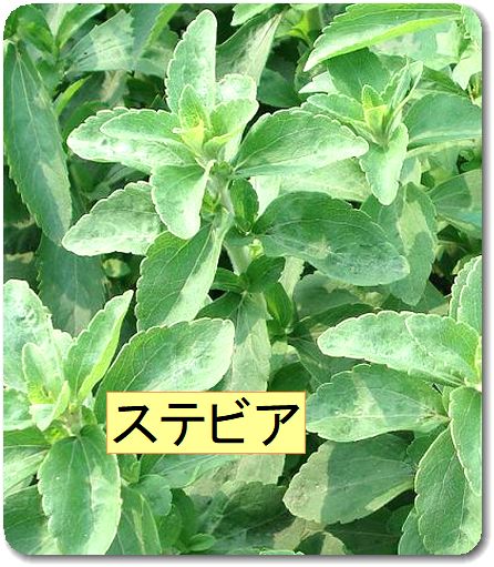 ショ糖の300倍の甘味「ステビア」