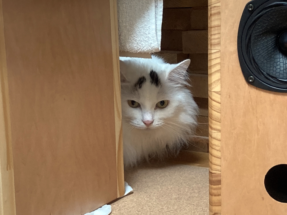 猫背のスピーカーと猫