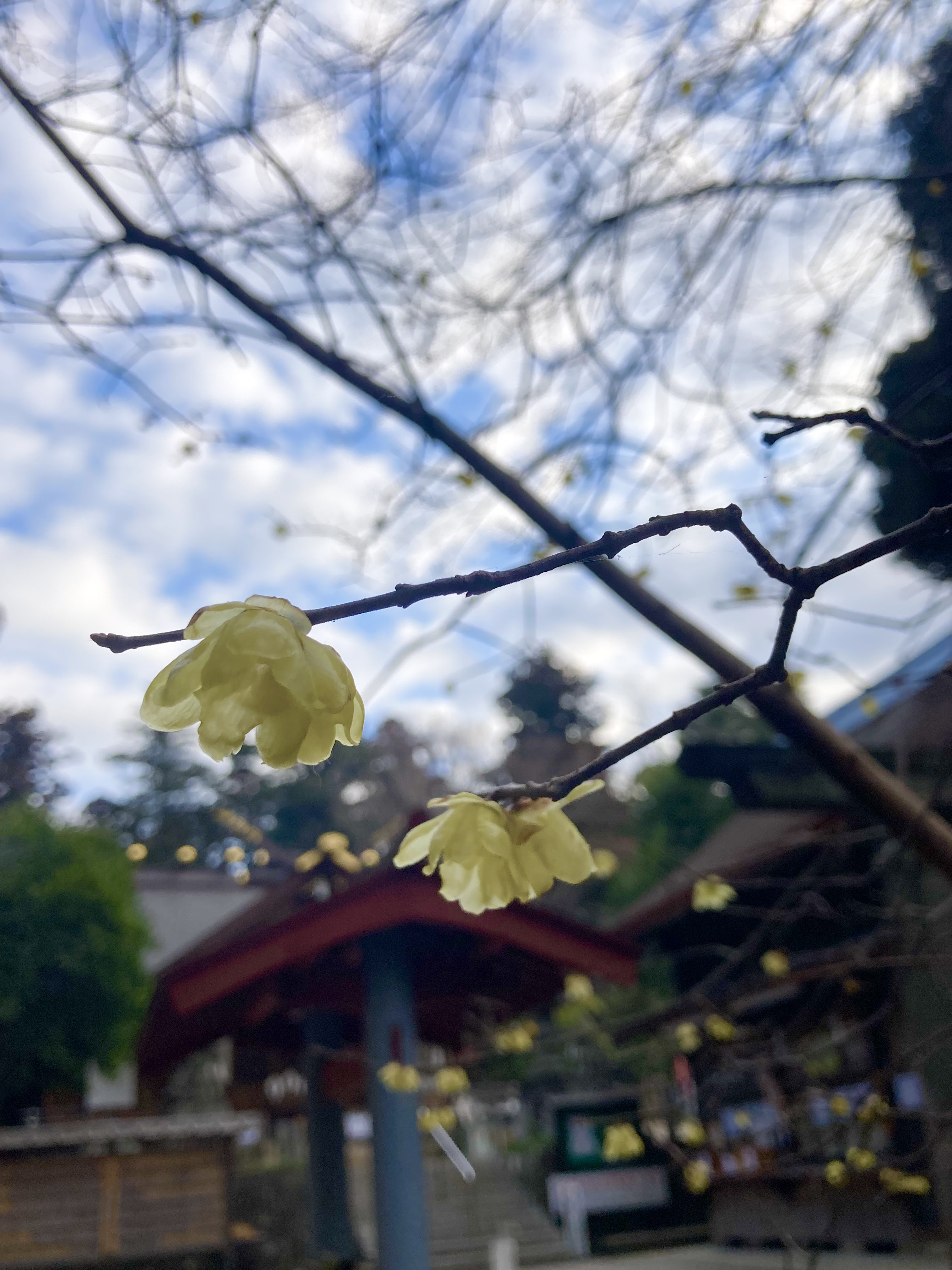 立春を迎えましたね♪