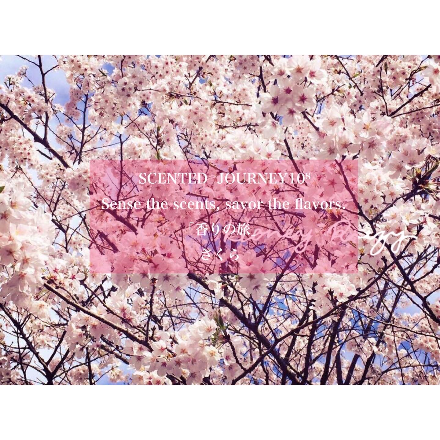 桜の香り🌸