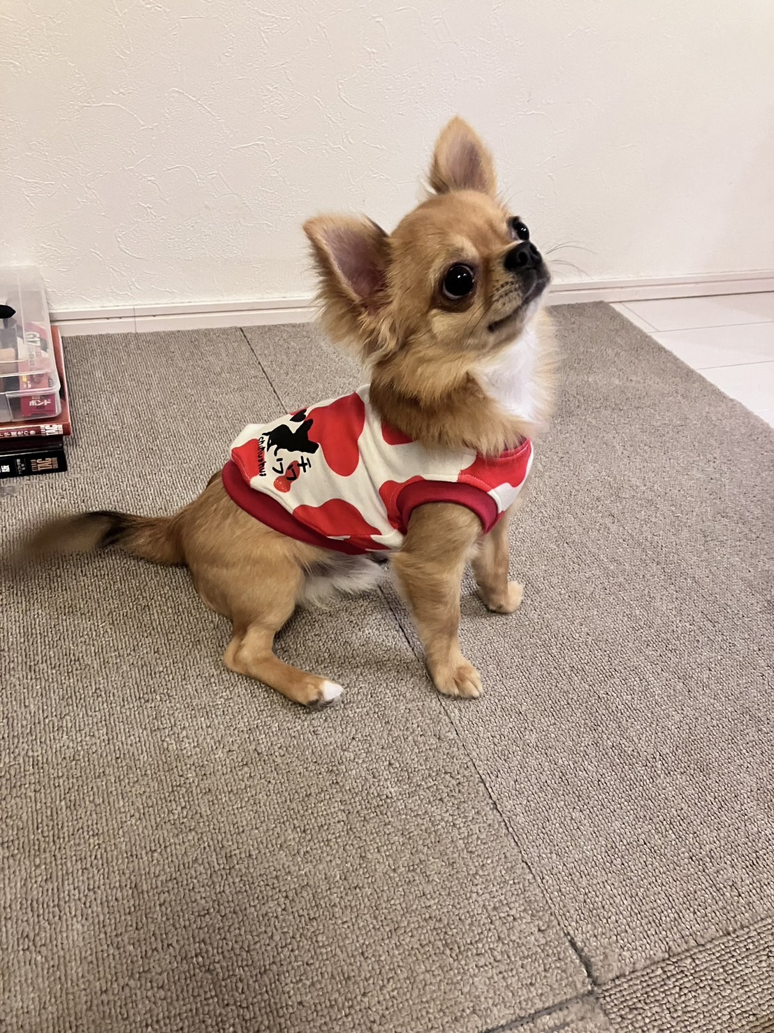 犬服を再開