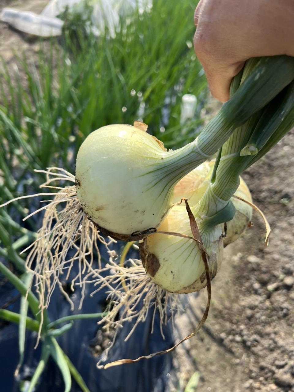 畑の旬なお野菜